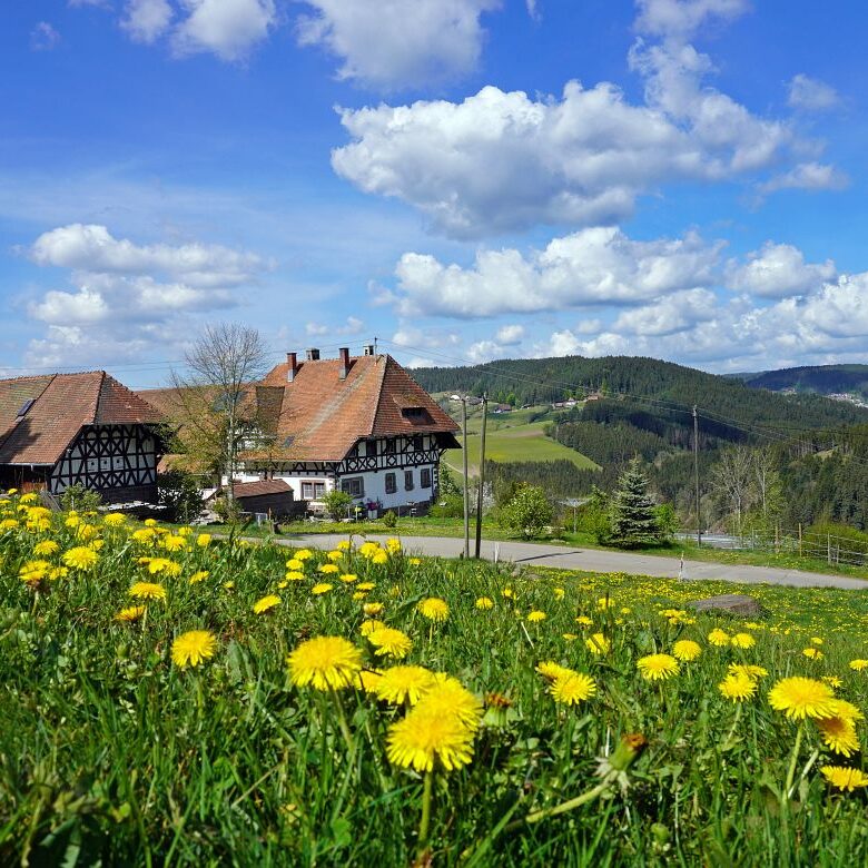 Löwenzahblüte Tennenbronn 2020 8