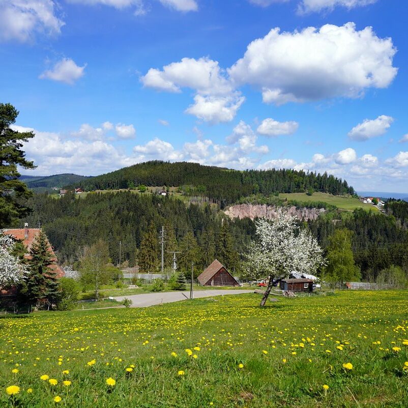 Löwenzahblüte Tennenbronn 2020 9