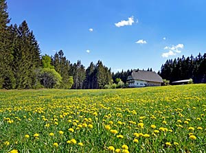 Bärenwald