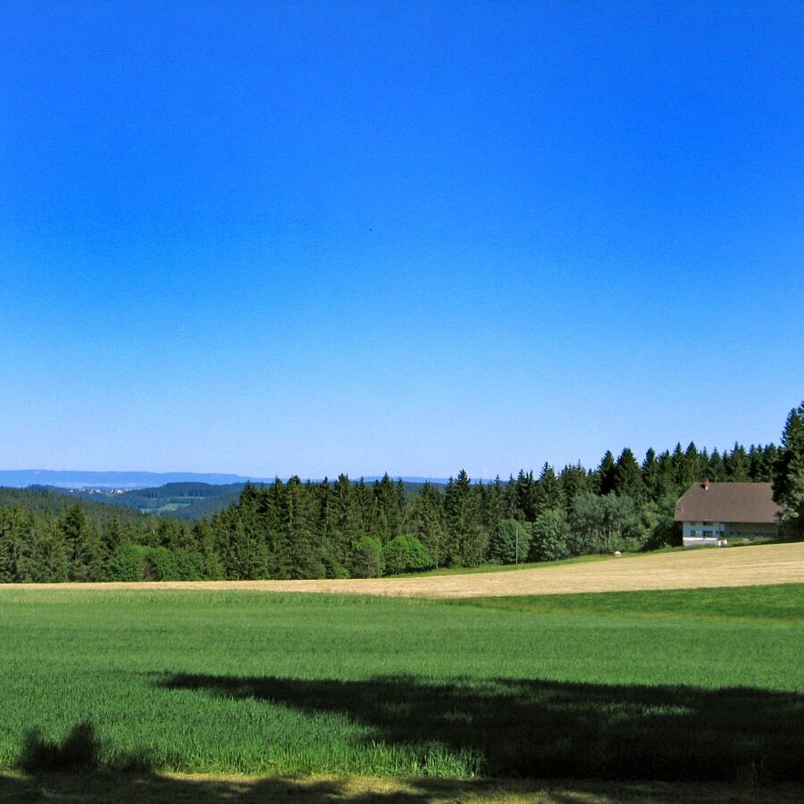 Bärenwald 5