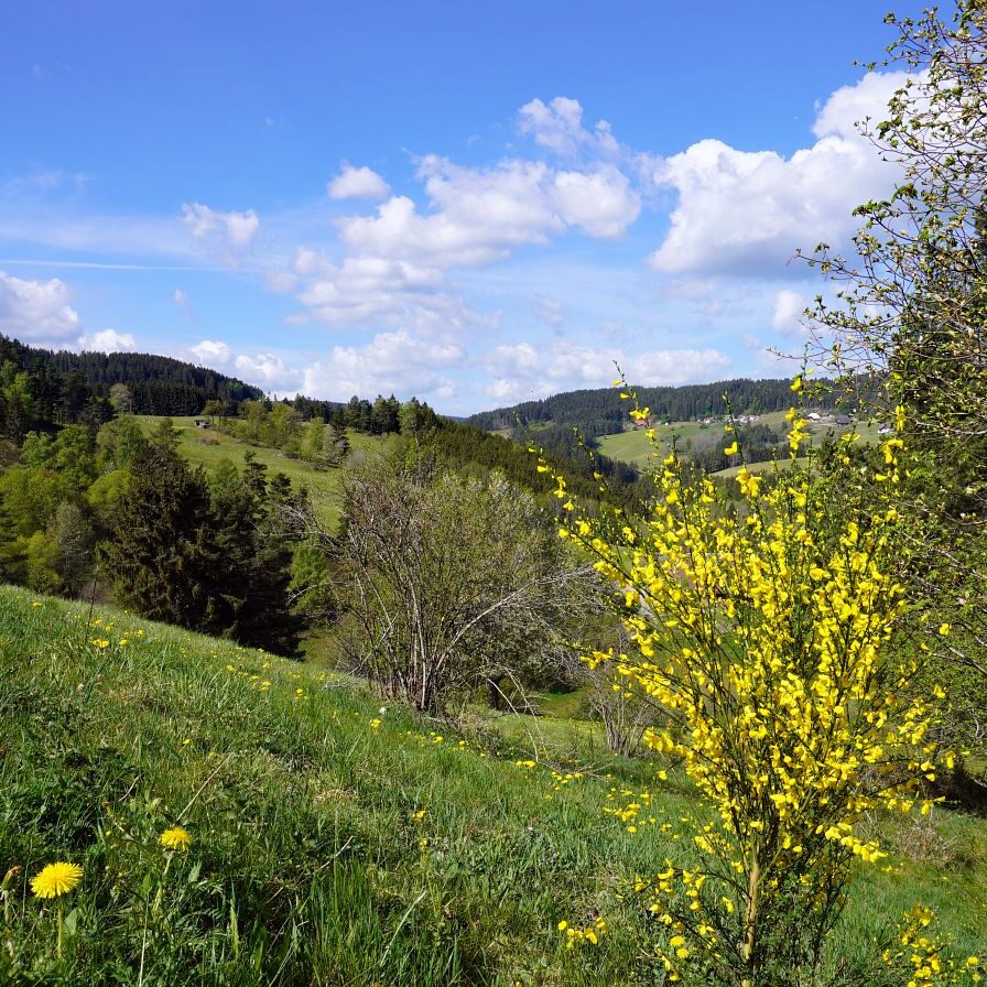 Ginsterblüte in Tennenbronn 1