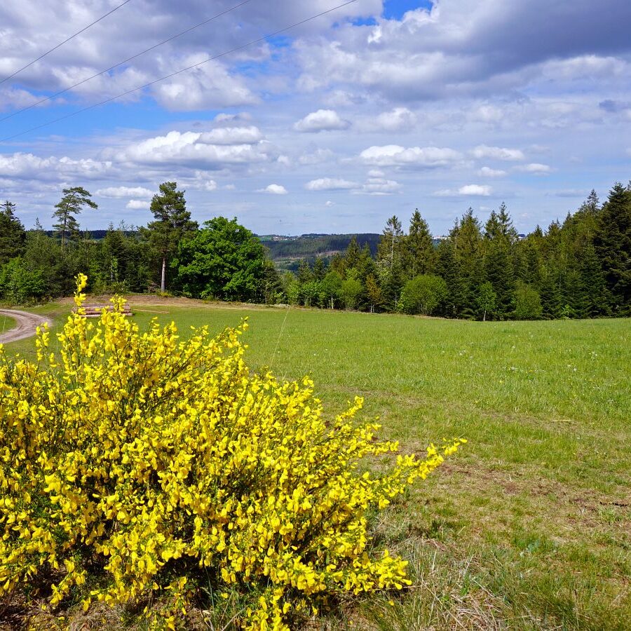 Ginsterblüte in Tennenbronn 11