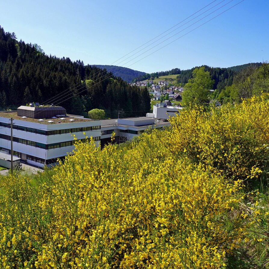 Ginsterblüte in Tennenbronn 12