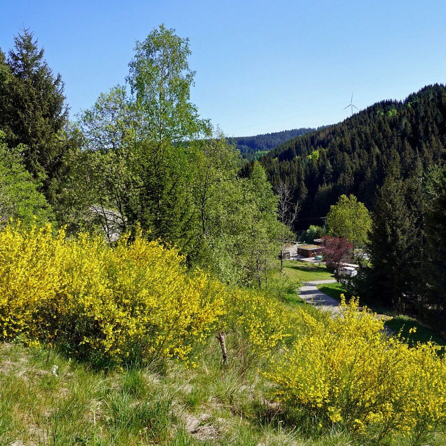 Ginsterblüte in Tennenbronn 13
