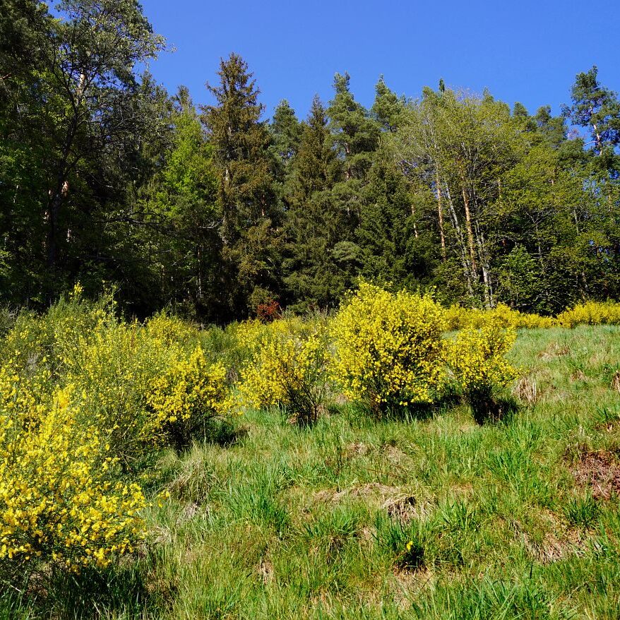Ginsterblüte in Tennenbronn 14