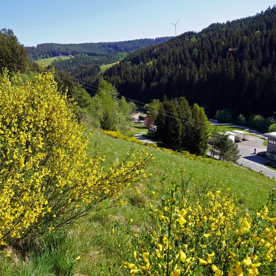 Ginsterblüte in Tennenbronn 15