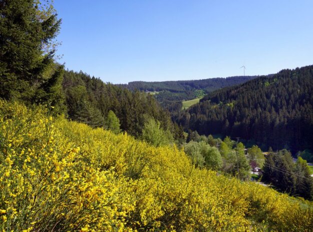 Ginsterblüte in Tennenbronn 16