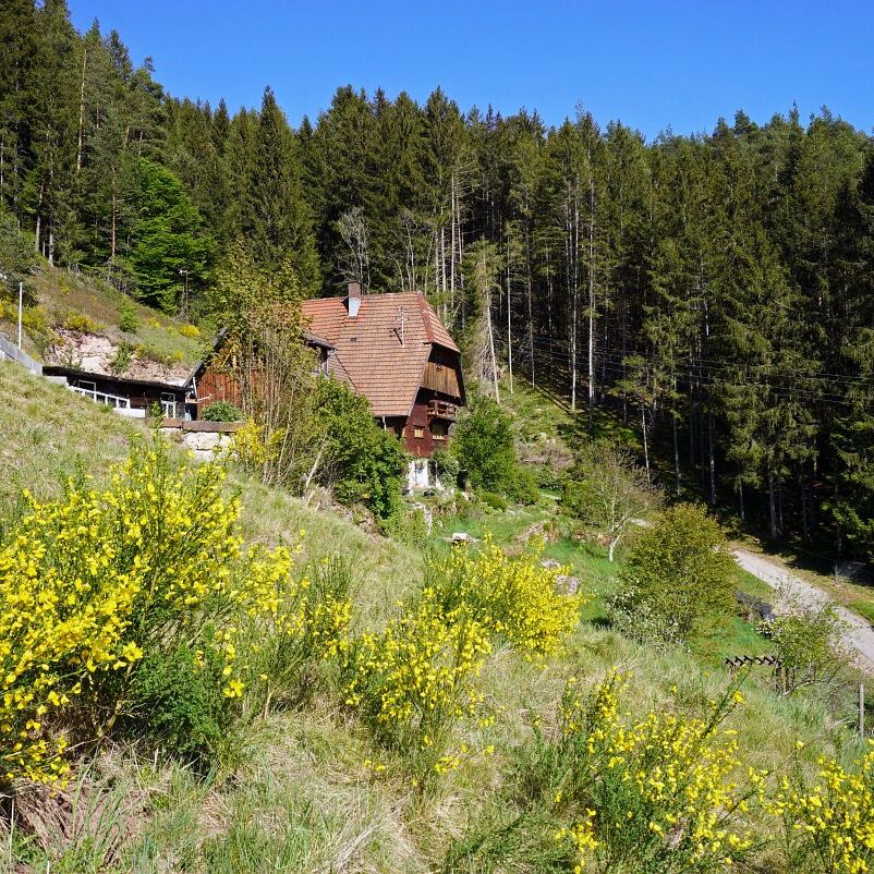 Ginsterblüte in Tennenbronn 17