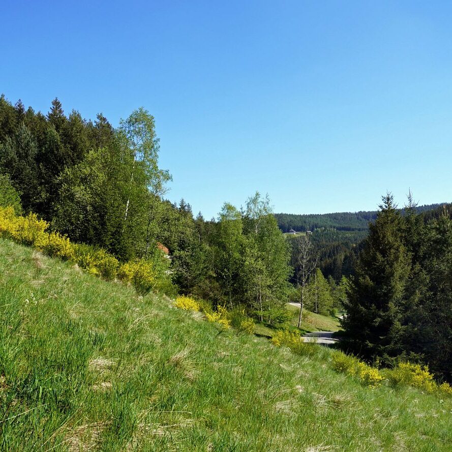 Ginsterblüte in Tennenbronn 18