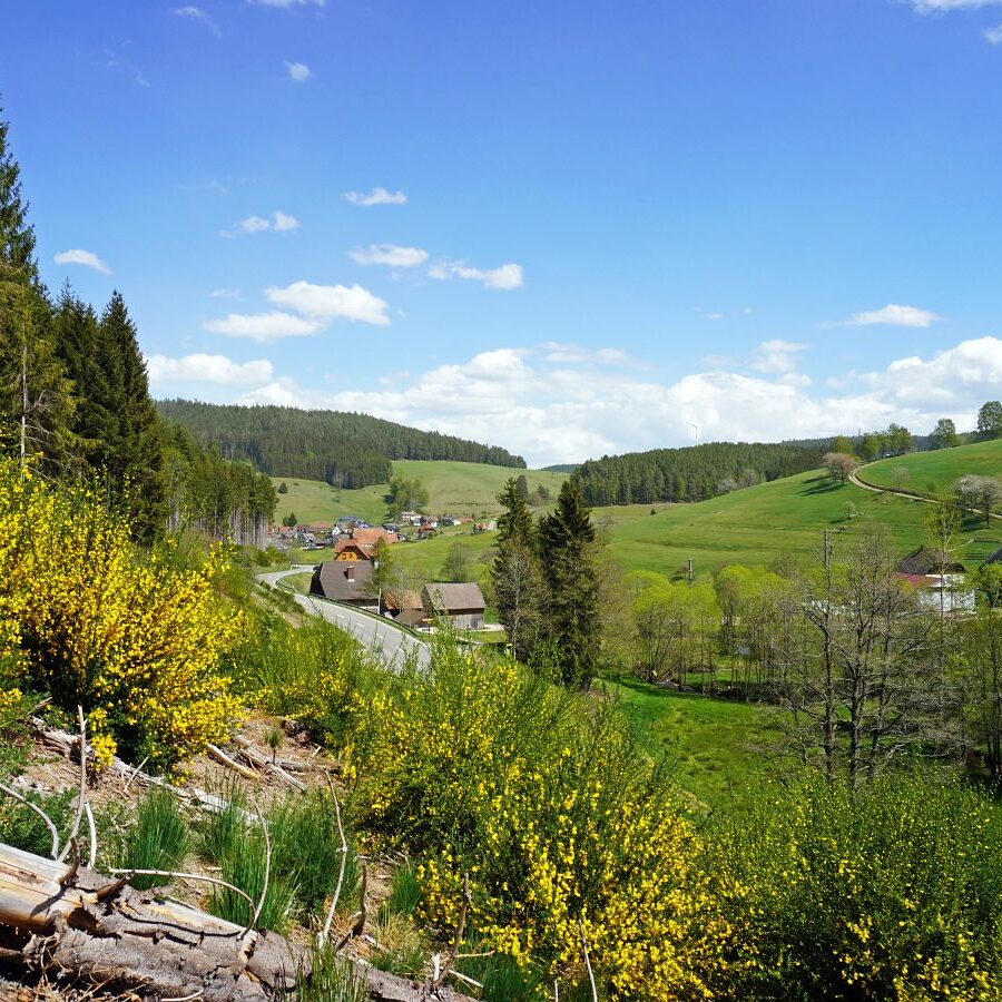 Ginsterblüte in Tennenbronn 2