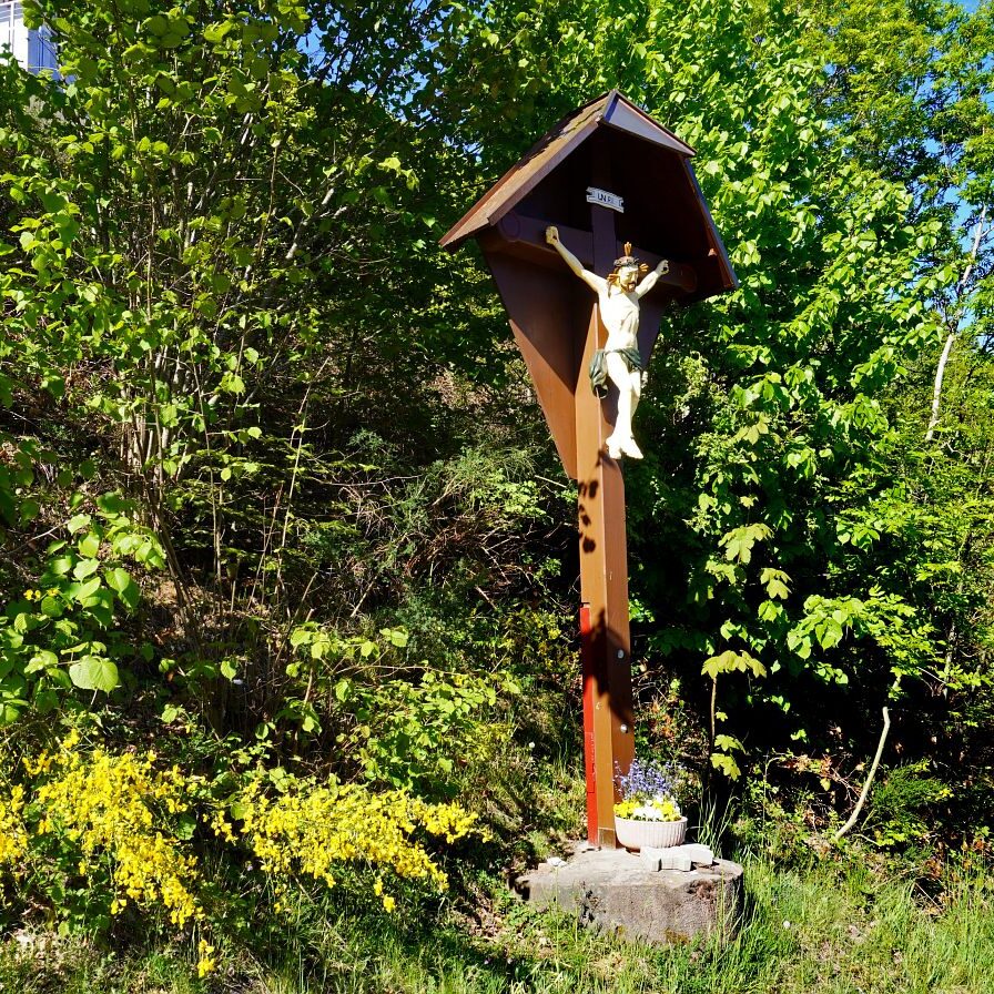 Ginsterblüte in Tennenbronn 21