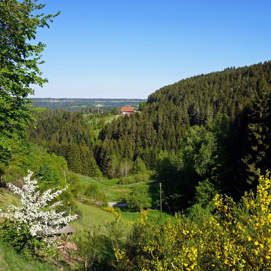 Ginsterblüte in Tennenbronn 22