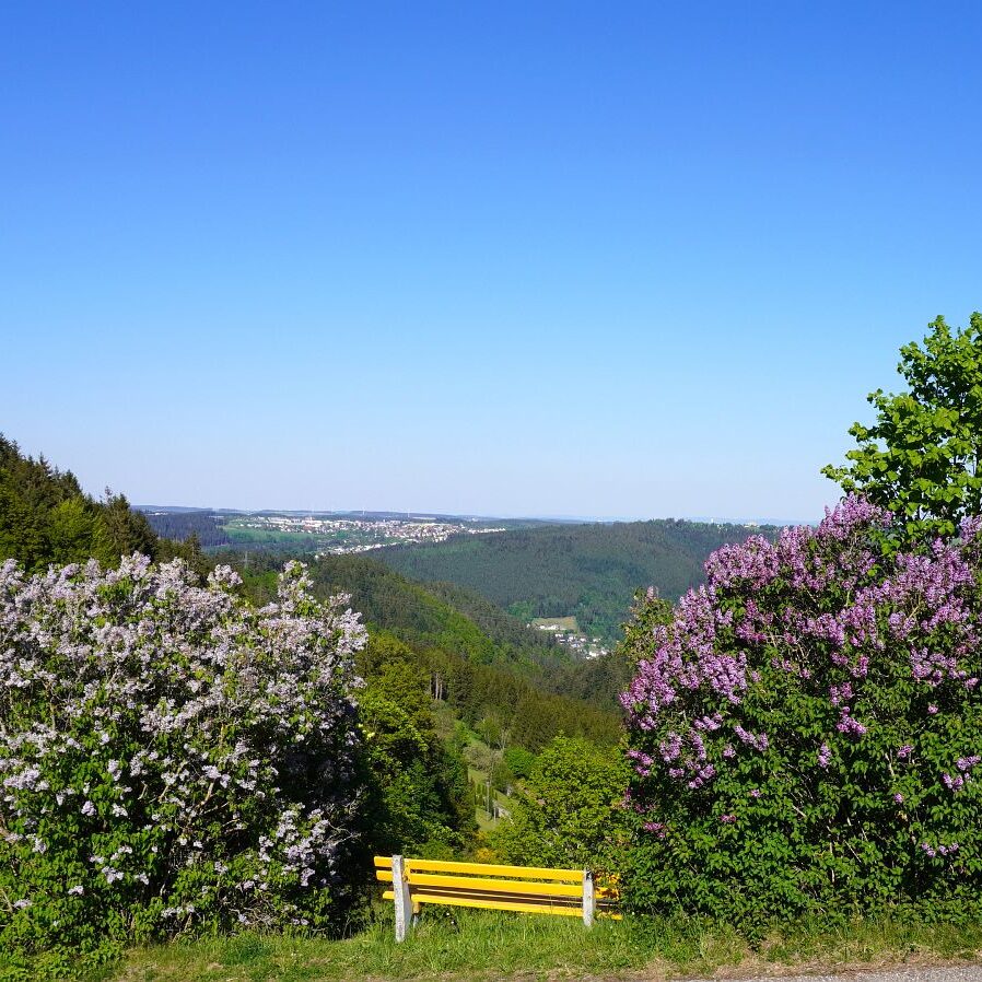Ginsterblüte in Tennenbronn 24