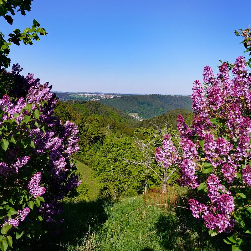 Ginsterblüte in Tennenbronn 25