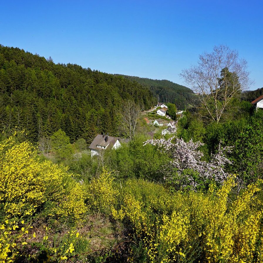 Ginsterblüte in Tennenbronn 26