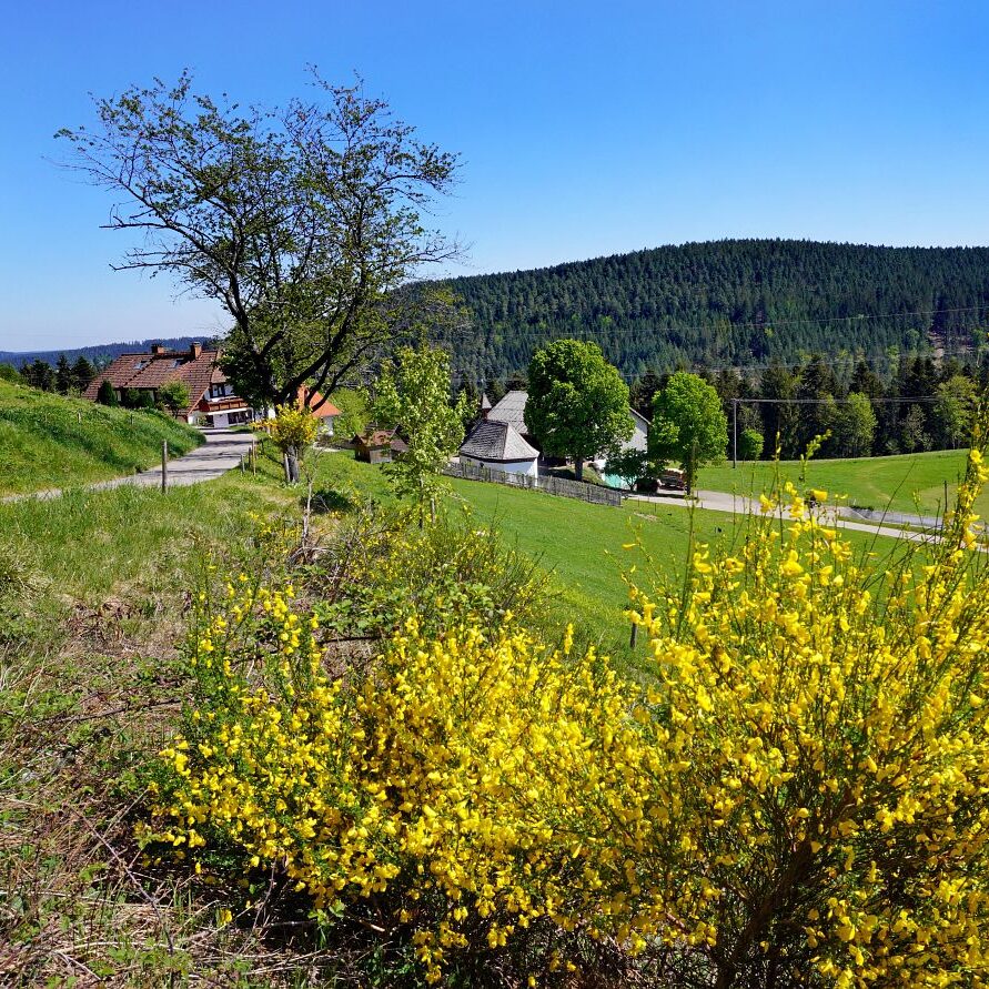 Ginsterblüte in Tennenbronn 27