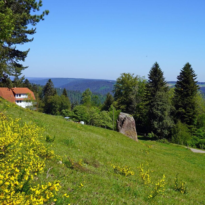 Ginsterblüte in Tennenbronn 28