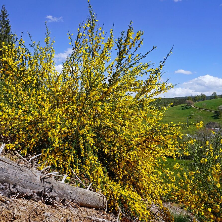 Ginsterblüte in Tennenbronn 3