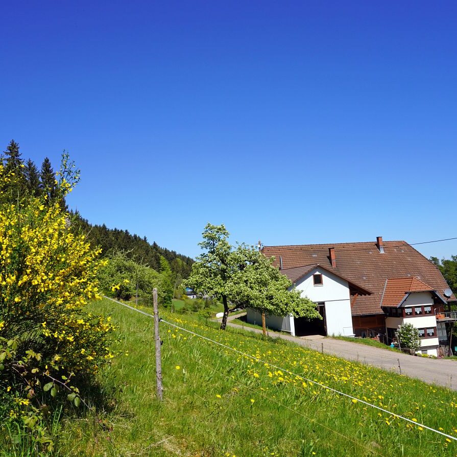 Ginsterblüte in Tennenbronn 30