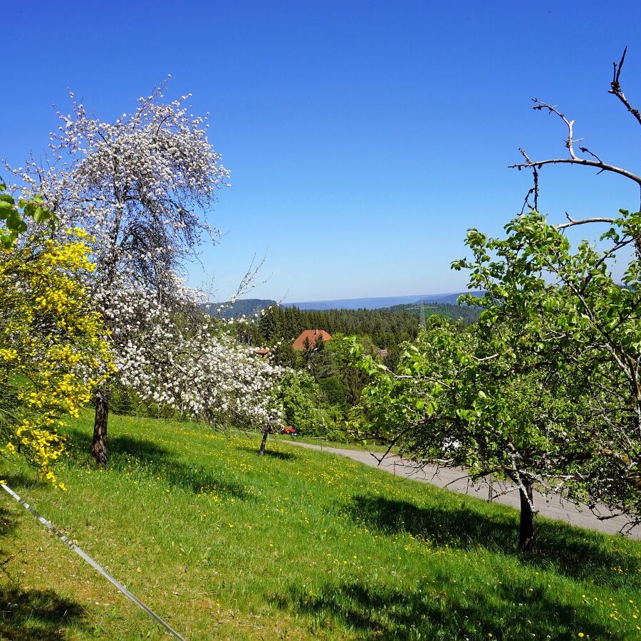 Ginsterblüte in Tennenbronn 31
