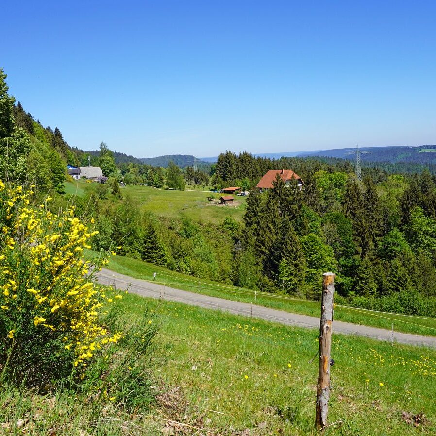 Ginsterblüte in Tennenbronn 32