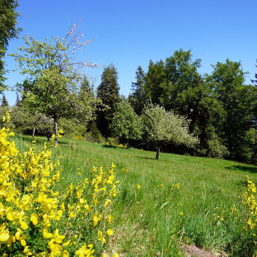Ginsterblüte in Tennenbronn 33