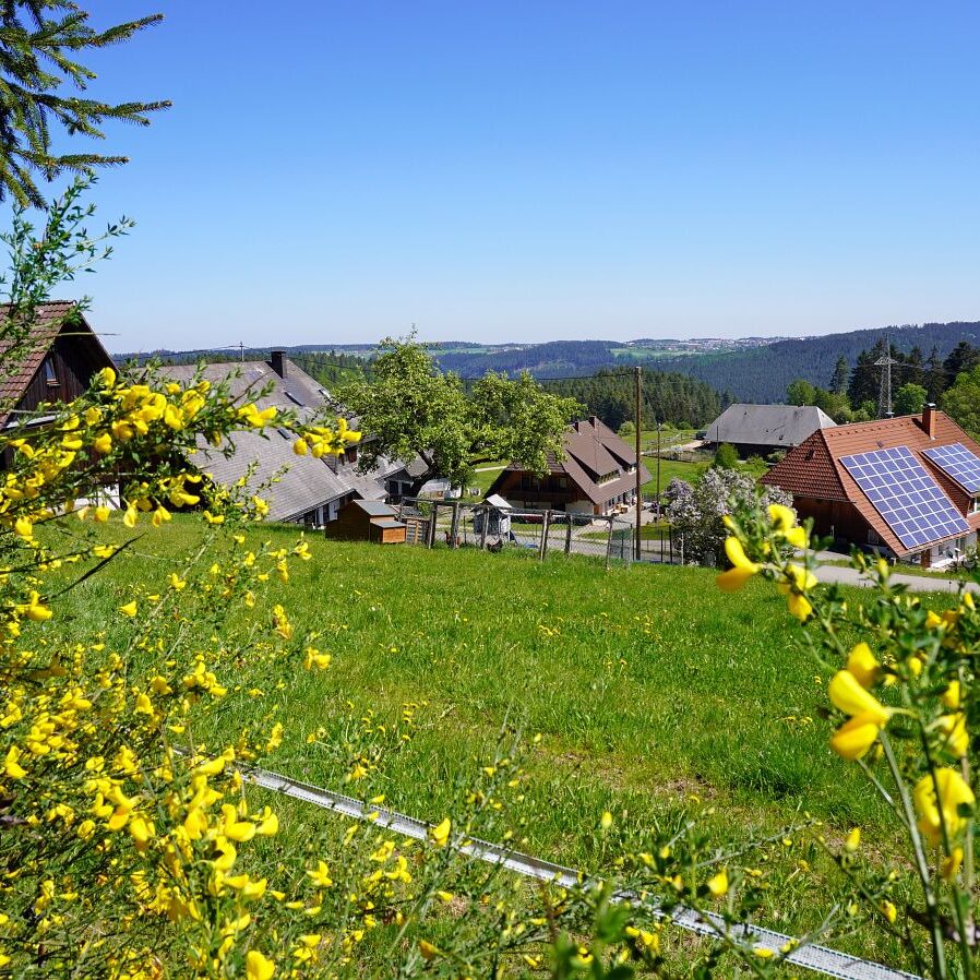 Ginsterblüte in Tennenbronn 35