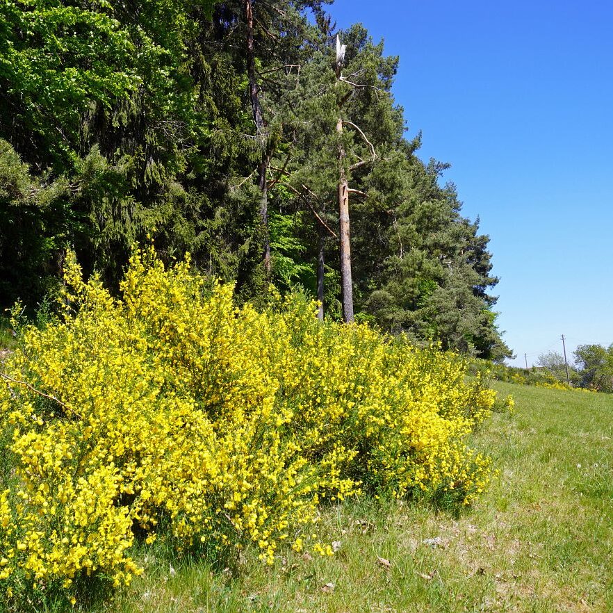 Ginsterblüte in Tennenbronn 36