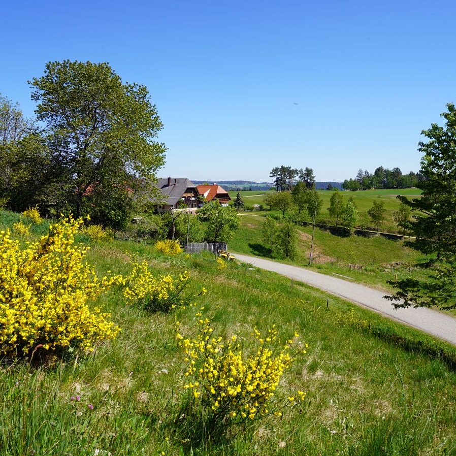Ginsterblüte in Tennenbronn 38