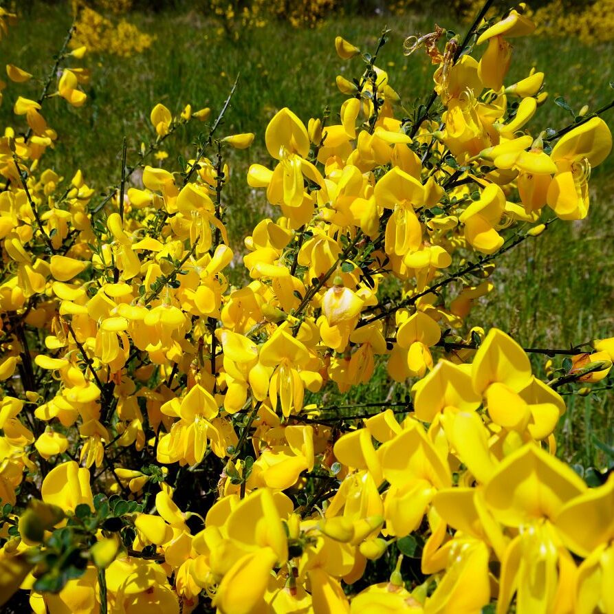 Ginsterblüte in Tennenbronn 39