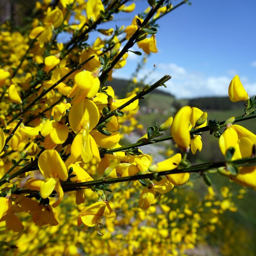 Ginsterblüte in Tennenbronn 4