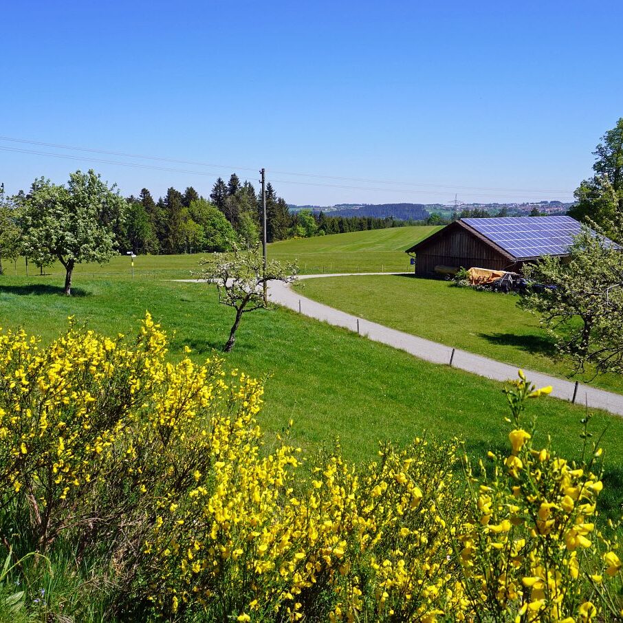 Ginsterblüte in Tennenbronn 40