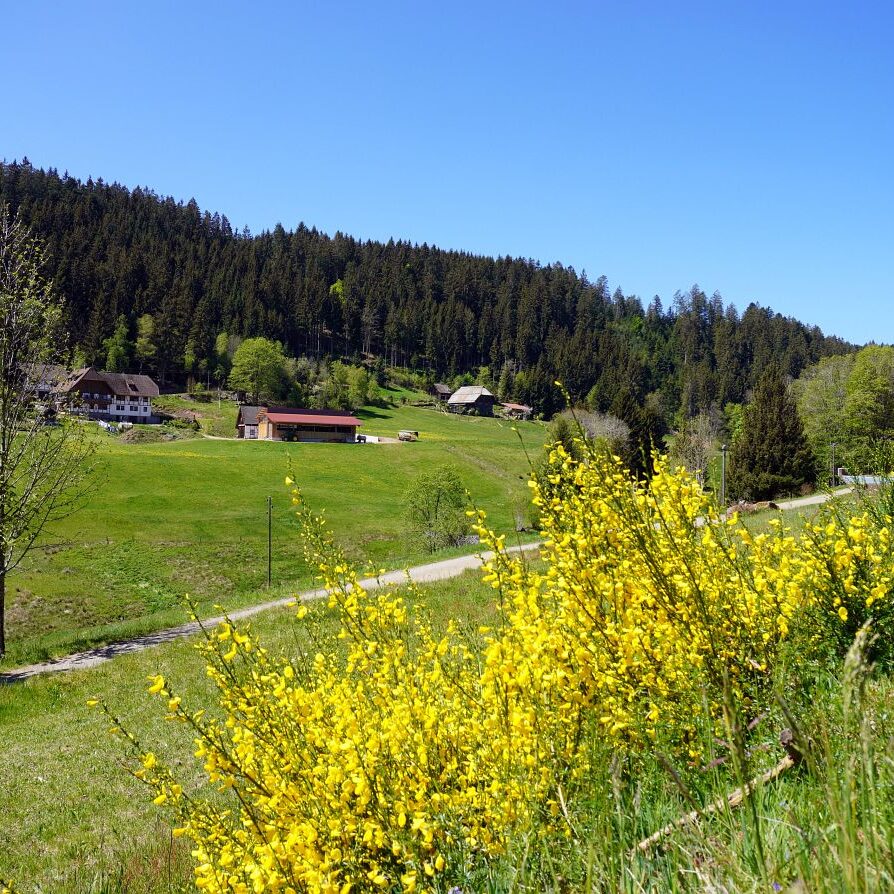 Ginsterblüte in Tennenbronn 42