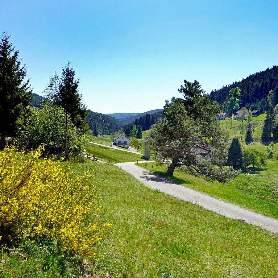 Ginsterblüte in Tennenbronn 43