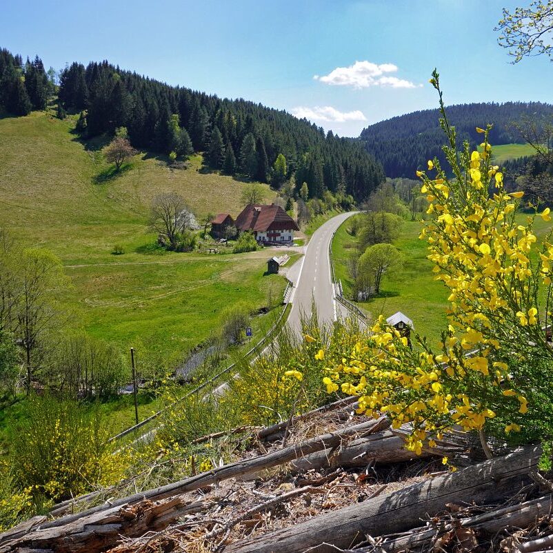 Ginsterblüte in Tennenbronn 5