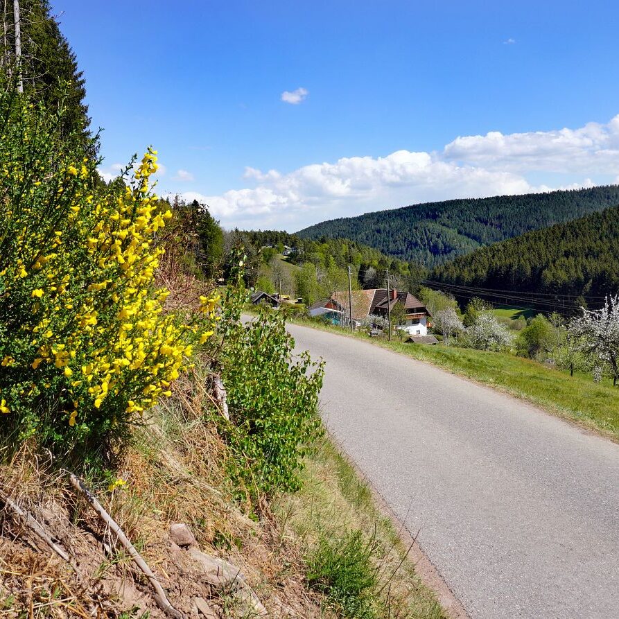 Ginsterblüte in Tennenbronn 6