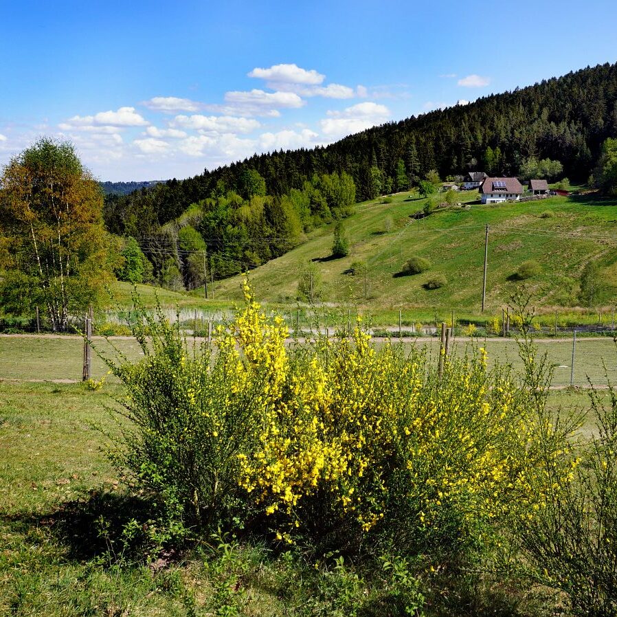 Ginsterblüte in Tennenbronn 7