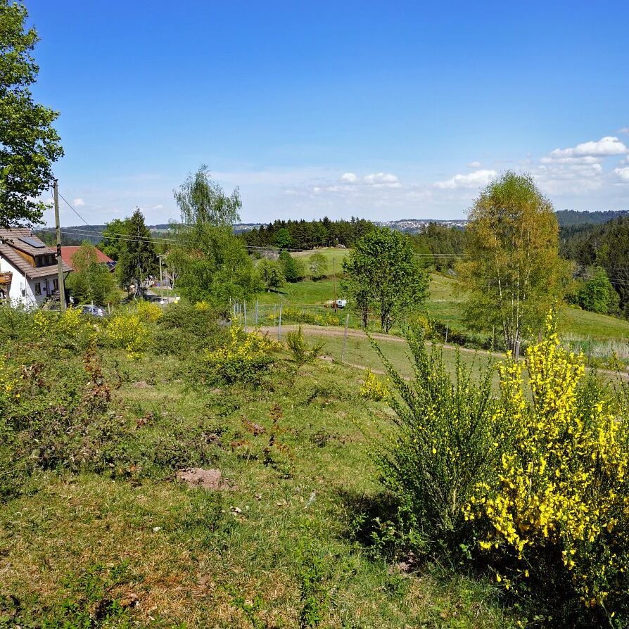 Ginsterblüte in Tennenbronn 8