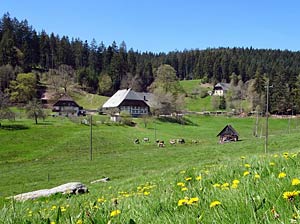Schachenbronn