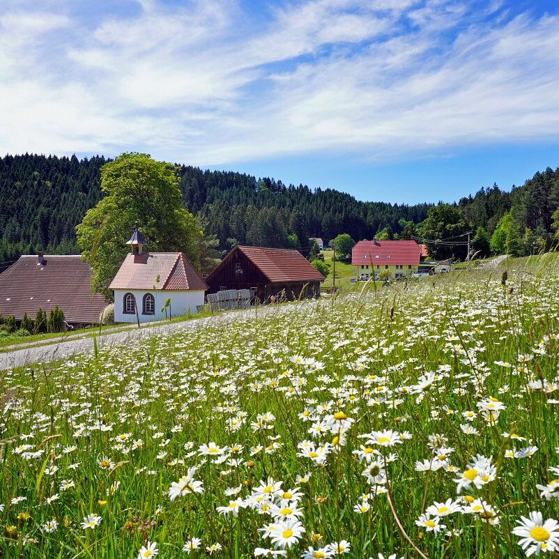 Blumenwiesen in Tennenbronn 1