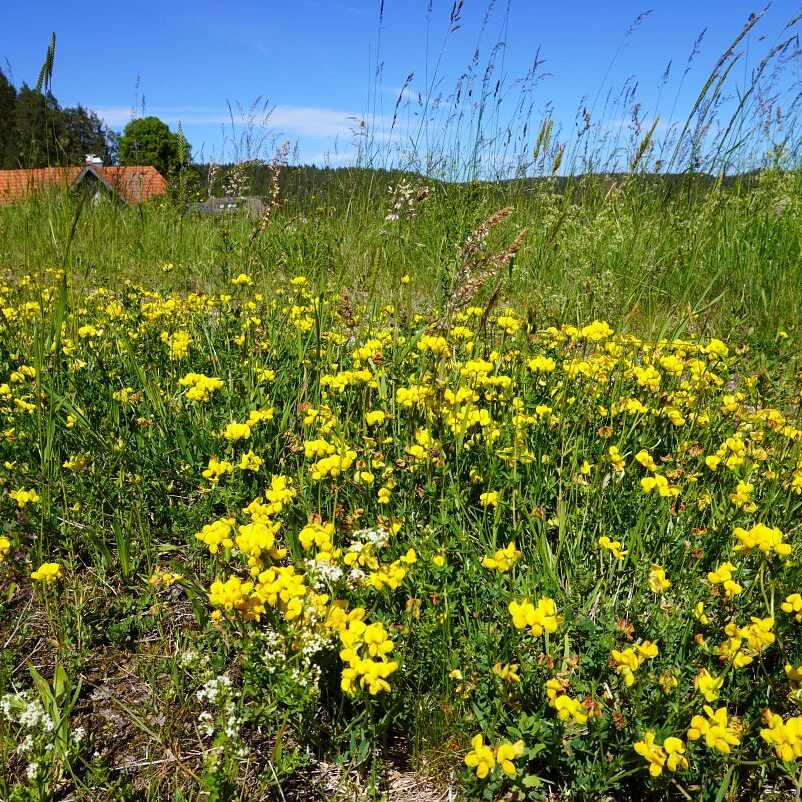 Blumenwiesen in Tennenbronn 11
