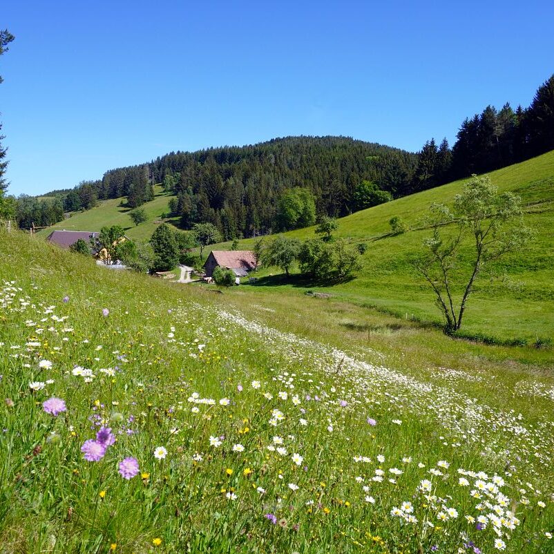 Blumenwiesen in Tennenbronn 13