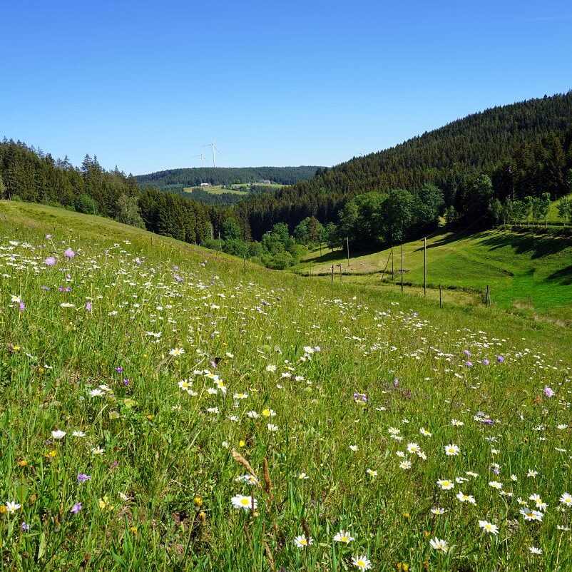 Blumenwiesen in Tennenbronn 14