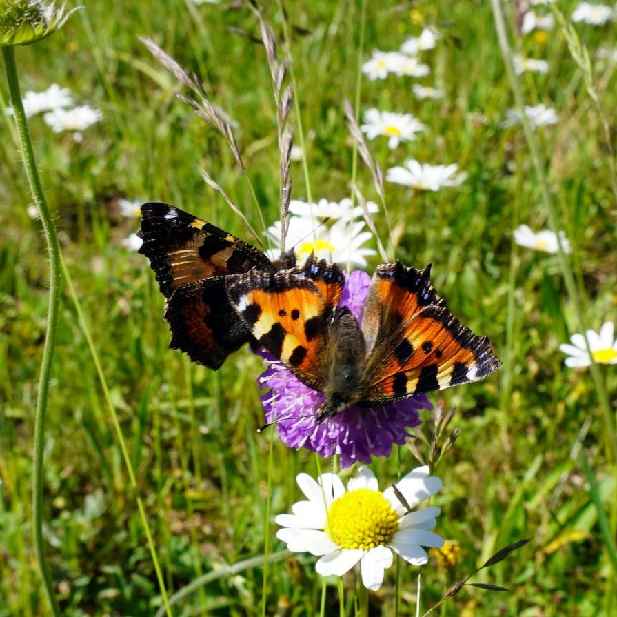 Blumenwiesen in Tennenbronn 15