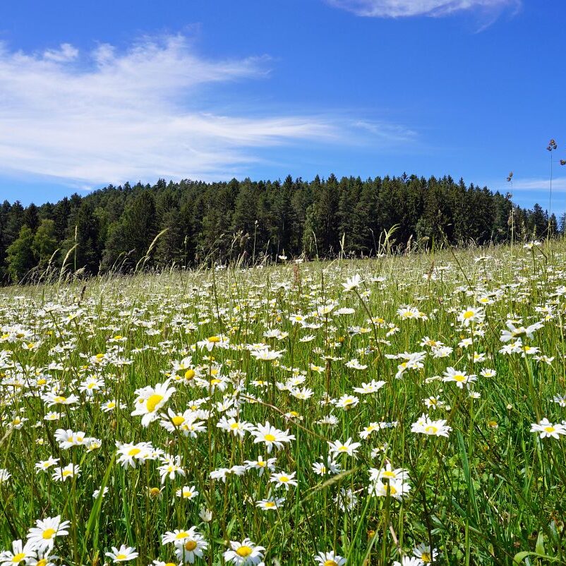 Blumenwiesen in Tennenbronn 2