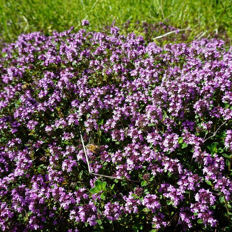 Blumenwiesen in Tennenbronn 20
