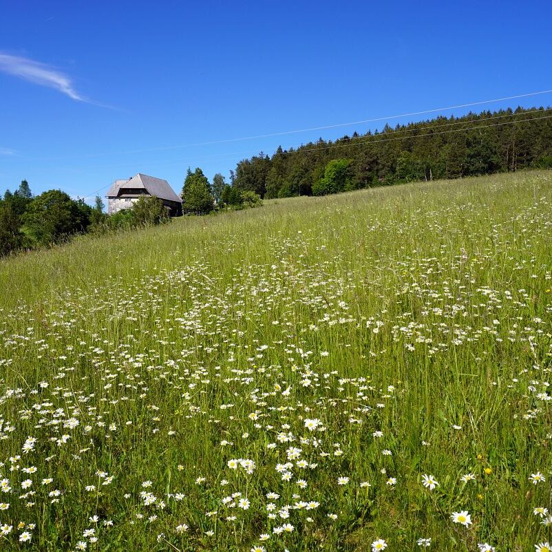 Blumenwiesen in Tennenbronn 21