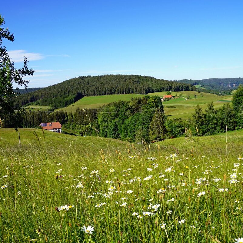 Blumenwiesen in Tennenbronn 26