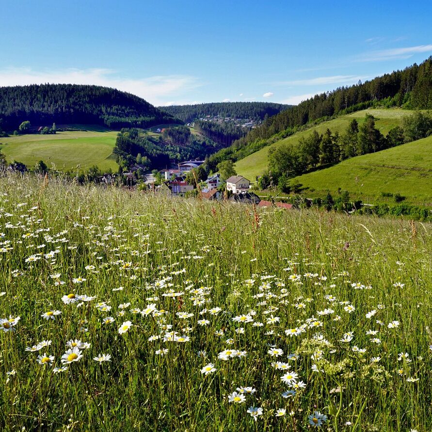 Blumenwiesen in Tennenbronn 29