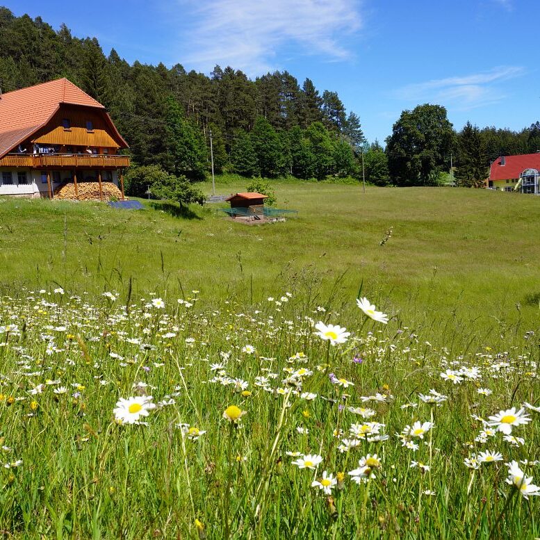 Blumenwiesen in Tennenbronn 3